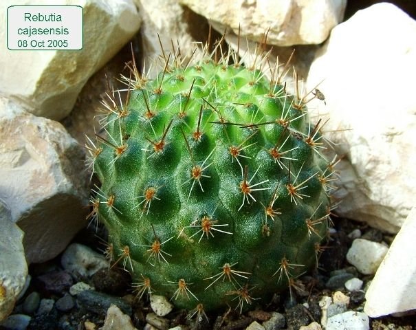 Rebutia _cajasensis_ 01